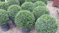 Eugenia Globe Topiary - Live Plant in a 10 Inch Pot - Eugenia Myrtifolium - Beautifully Pruned Outdoor Topiary for Patios and Outdoor Decor