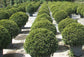 Eugenia Globe Topiary - Live Plant in a 10 Inch Pot - Eugenia Myrtifolium - Beautifully Pruned Outdoor Topiary for Patios and Outdoor Decor