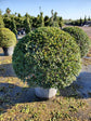 Eugenia Globe Topiary - Live Plant in a 10 Inch Pot - Eugenia Myrtifolium - Beautifully Pruned Outdoor Topiary for Patios and Outdoor Decor