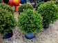 Eugenia Globe Topiary - Live Plant in a 10 Inch Pot - Eugenia Myrtifolium - Beautifully Pruned Outdoor Topiary for Patios and Outdoor Decor