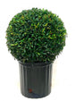 Eugenia Globe Topiary - Live Plant in a 10 Inch Pot - Eugenia Myrtifolium - Beautifully Pruned Outdoor Topiary for Patios and Outdoor Decor