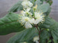 Eugenia Pom Pom Topiary - Live Plant in a 10 Inch Pot - Eugenia Myrtifolium - Beautifully Pruned Outdoor Topiary for Patios and Outdoor Decor