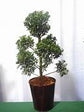 Eugenia Pom Pom Topiary - Live Plant in a 10 Inch Pot - Eugenia Myrtifolium - Beautifully Pruned Outdoor Topiary for Patios and Outdoor Decor