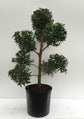 Eugenia Pom Pom Topiary - Live Plant in a 10 Inch Pot - Eugenia Myrtifolium - Beautifully Pruned Outdoor Topiary for Patios and Outdoor Decor