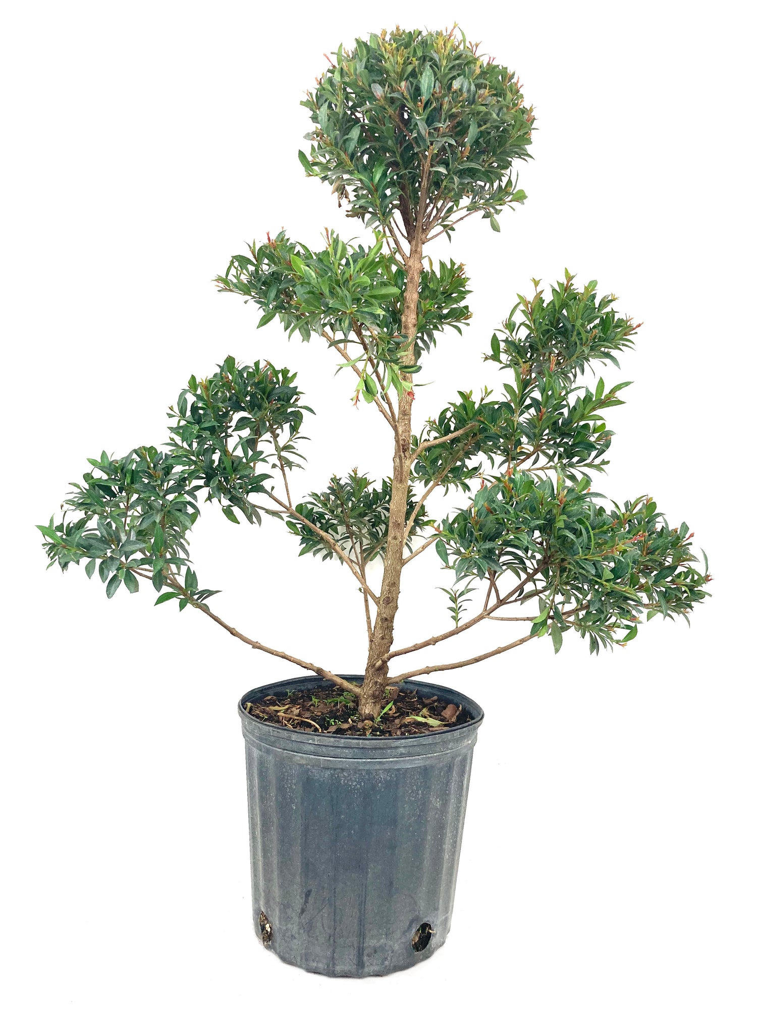 eugenia bonsai tree Eugenia Pom Pom Topiary - Live Plant in a 10 Inch Pot