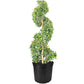 Eugenia Spiral Topiary - Live Plant in a 10 Inch Pot - Eugenia Myrtifolium - Beautiful Outdoor Topiary for The Patio and Garden