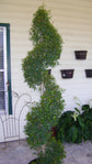 Eugenia Spiral Topiary - Live Plant in a 10 Inch Pot - Eugenia Myrtifolium - Beautiful Outdoor Topiary for The Patio and Garden