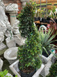 Eugenia Spiral Topiary - Live Plant in a 10 Inch Pot - Eugenia Myrtifolium - Beautiful Outdoor Topiary for The Patio and Garden