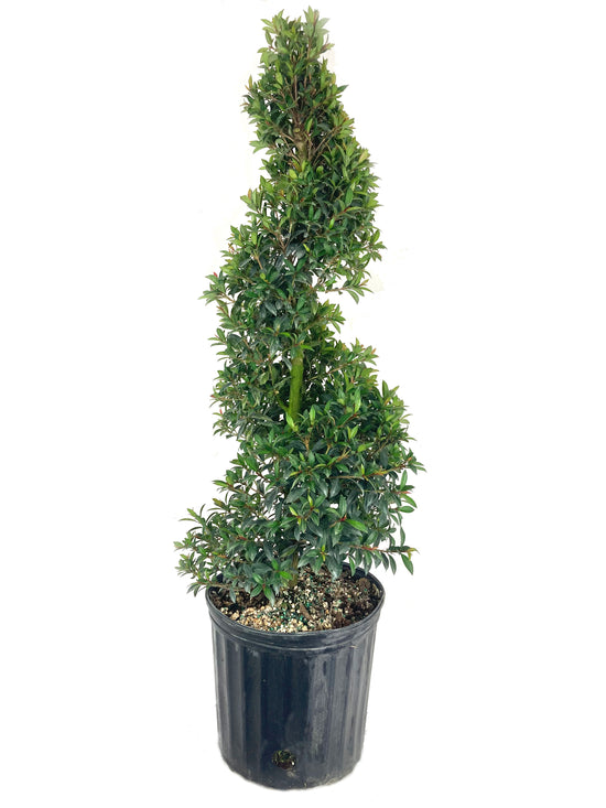 Eugenia Spiral Topiary - Live Plant in a 10 Inch Pot - Eugenia Myrtifolium - Beautiful Outdoor Topiary for The Patio and Garden