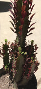 Euphorbia Trigona Red Cathedral Cactus - Live Plant in a 10 Inch Pot - Beautiful and Unique Succulent