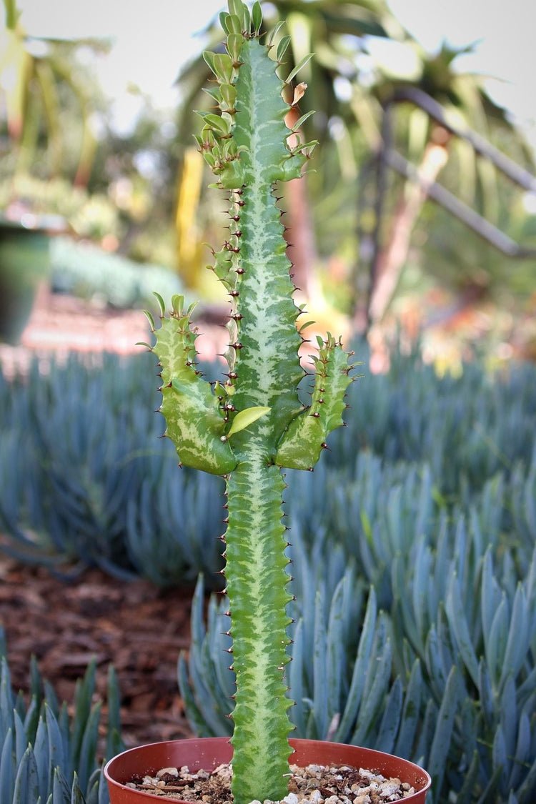 euphorbia cactus succulent Euphorbia Trigona Green Cathedral Cactus