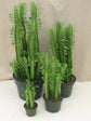 Euphorbia Trigona Green Cathedral Cactus - Live Plant in a 4 Inch Pot - Extremely Rare Cactus Succulent