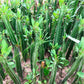 Euphorbia Trigona Green Cathedral Cactus - Live Plant in a 4 Inch Pot - Extremely Rare Cactus Succulent
