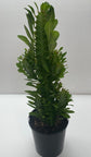 Euphorbia Trigona Green Cathedral Cactus - Live Plant in a 4 Inch Pot - Extremely Rare Cactus Succulent