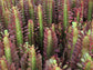 Euphorbia Trigona Red Cathedral Cactus - Live Plant in a 4 Inch Pot - Extremely Rare Cactus Succulent