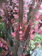 Euphorbia Trigona Red Cathedral Cactus - Live Plant in a 4 Inch Pot - Extremely Rare Cactus Succulent