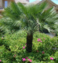 European Fan Palm - Live Plant in a 10 Inch Growers Pot - Chamaerops Humilis - Rare Palms from Florida