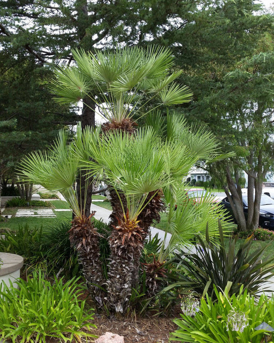 European Fan Palm - Live Plant in a 10 Inch Growers Pot - Chamaerops Humilis - Rare Palms from Florida
