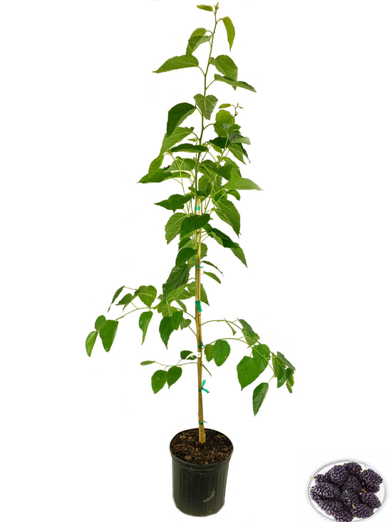 Everbearing Mulberry Tree - Live Plant in 3 Gallon Pot - Edible Fruit Tree