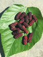 Everbearing Mulberry Tree - Live Plant in a 4 Inch Pot - Edible Fruit Tree for The Patio and Garden