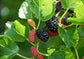 Everbearing Mulberry Tree - Live Plant in a 4 Inch Pot - Edible Fruit Tree for The Patio and Garden