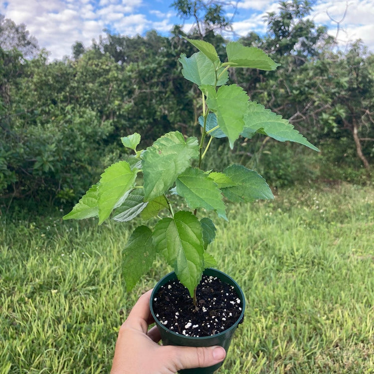 mulberry plant in pot Everbearing Mulberry Tree - Live Plant in a 4 Inch Pot