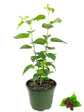 Everbearing Mulberry Tree - Live Plant in a 6 Inch Pot - Edible Fruit Tree for The Patio and Garden
