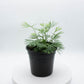 Eyelash Fern - Live Plant in a 4 Inch Pot - Actiniopteris Australis - Extremely Rare and Exotic Ferns from Florida