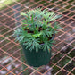 Eyelash Fern - Live Plant in a 4 Inch Pot - Actiniopteris Australis - Extremely Rare and Exotic Ferns from Florida
