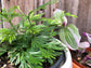 Eyelash Fern - Live Plant in a 4 Inch Pot - Actiniopteris Australis - Extremely Rare and Exotic Ferns from Florida