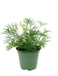Eyelash Fern - Live Plant in a 4 Inch Pot - Actiniopteris Australis - Extremely Rare and Exotic Ferns from Florida