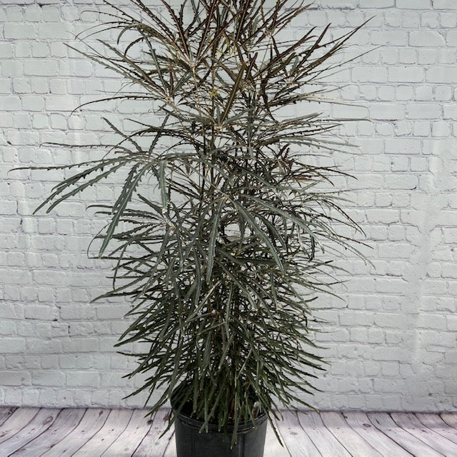 false aralia indoor plant False Aralia - Live Plant in a 10 Inch Pot - Schefflera Elegantissima