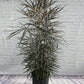 False Aralia - Live Plant in a 10 Inch Pot - Schefflera Elegantissima - Beautifully Textured Indoor Foliage Specimen