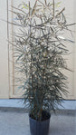False Aralia - Live Plant in a 10 Inch Pot - Schefflera Elegantissima - Beautifully Textured Indoor Foliage Specimen
