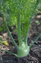 Fennel Plant - Live Plant in a 4 Inch Pot - Foeniculum Vulgare - Grower&