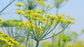 Fennel Plant - Live Plant in a 4 Inch Pot - Foeniculum Vulgare - Grower&