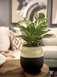 Fiddle Leaf Fig - Live Plant in a 4 Inch Pot - Ficus Lyrata - Beautiful Easy to Grow Air Purifying Indoor Plant