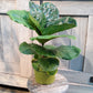 Fiddle Leaf Fig - Live Plant in a 4 Inch Pot - Ficus Lyrata - Beautiful Easy to Grow Air Purifying Indoor Plant