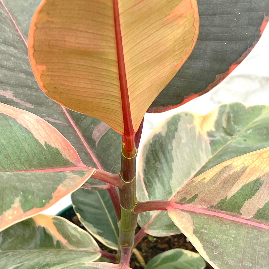 Ruby Ficus Node Ruby Ficus Rubber Plant - Live Plant in a 4 Inch Growers Pot - Ficus E ...