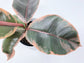 Ruby Ficus Rubber Plant - Live Plant in a 4 Inch Growers Pot - Ficus Elastica &