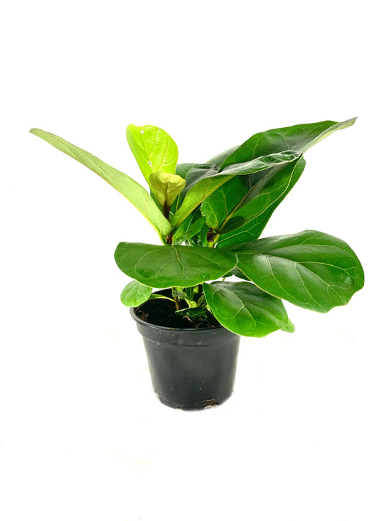 Fiddle Leaf Fig - Live Plant in a 4 Inch Pot - Ficus Lyrata - Beautiful Easy to Grow Air Purifying Indoor Plant