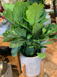 Fiddle Leaf Fig Bush - Live Plant in a 10 Inch Pot - Ficus Lyrata - Florist Quality Air Purifying Indoor Plant