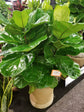 Fiddle Leaf Fig Bush - Live Plant in a 10 Inch Pot - Ficus Lyrata - Florist Quality Air Purifying Indoor Plant