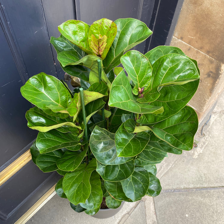fiddle leaf fig air purifying Fiddle Leaf Fig Bush - Live Plant in a 10 Inch Pot - Ficus Lyrata