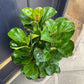 Fiddle Leaf Fig Bush - Live Plant in a 10 Inch Pot - Ficus Lyrata - Florist Quality Air Purifying Indoor Plant
