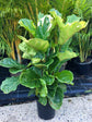 Fiddle Leaf Fig Bush - Live Plant in a 10 Inch Pot - Ficus Lyrata - Florist Quality Air Purifying Indoor Plant