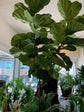 Fiddle Leaf Fig Tree - Live Plant in a 10 Inch Pot - Ficus Lyrata - Florist Quality Air Purifying Indoor Plant