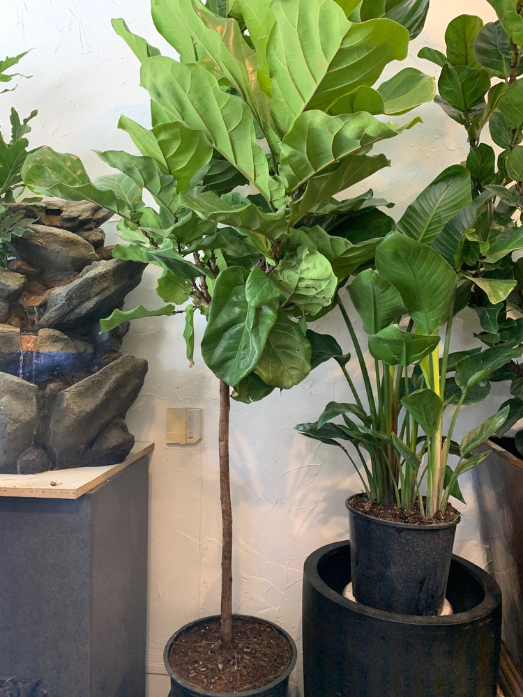 fiddle leaf fig air purifying Fiddle Leaf Fig Tree - Live Plant in a 10 Inch Pot - Ficus Lyrata