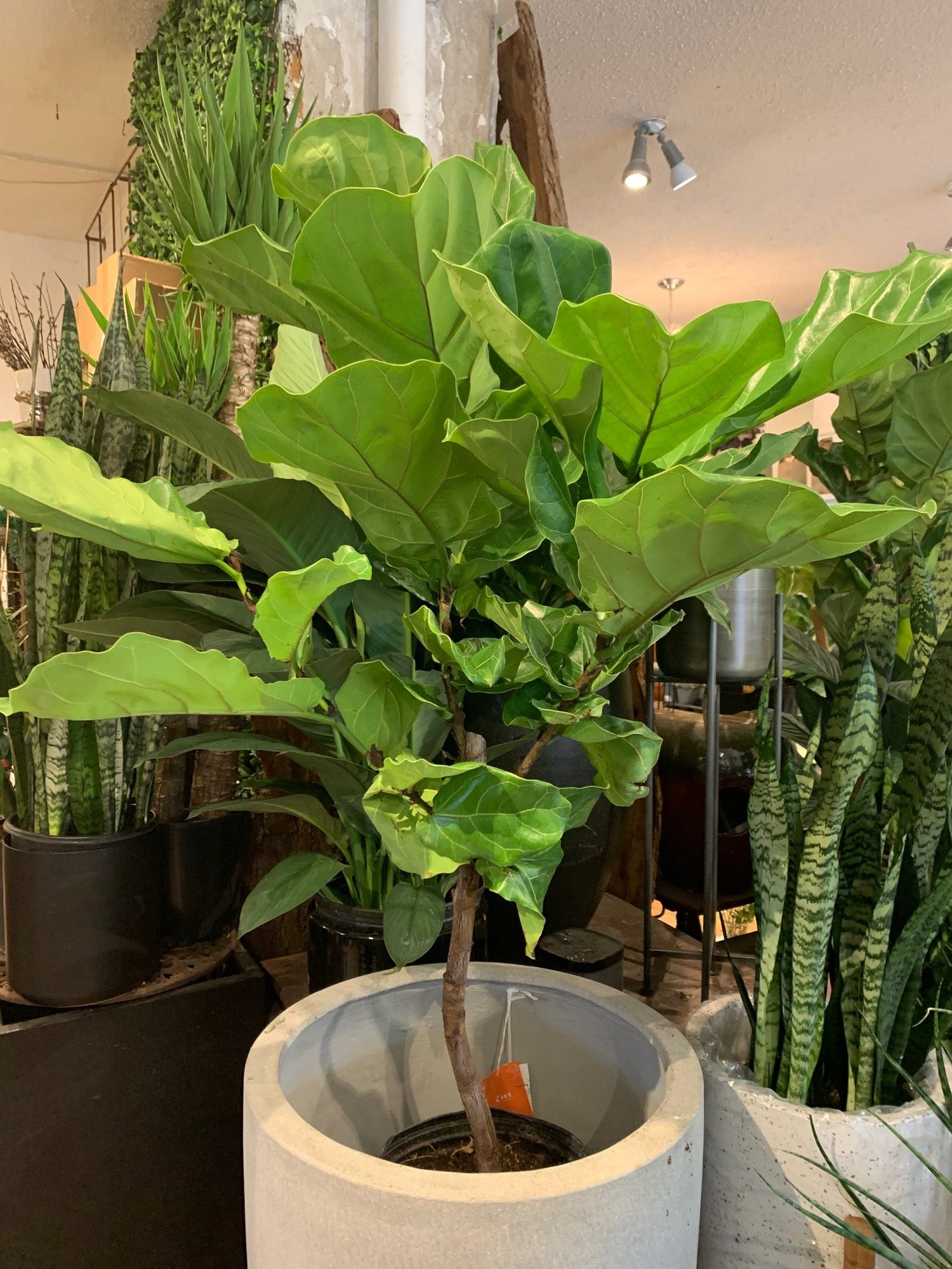 fiddle leaf fig live tree Fiddle Leaf Fig Tree - Live Plant in a 10 Inch Pot - Ficus Lyrata