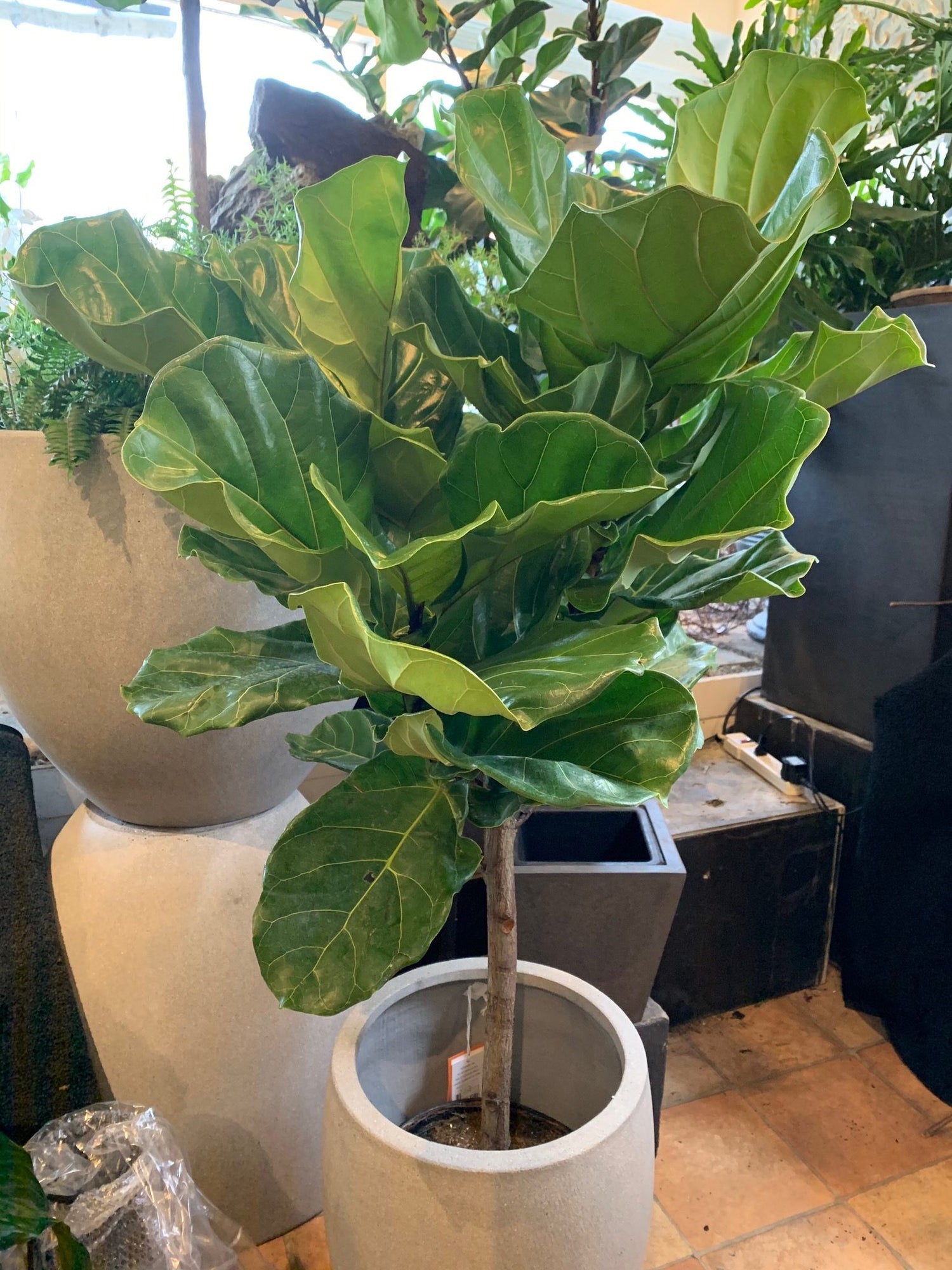 live fiddle leaf fig near me Fiddle Leaf Fig Tree - Live Plant in a 10 Inch Pot - Ficus Lyrata